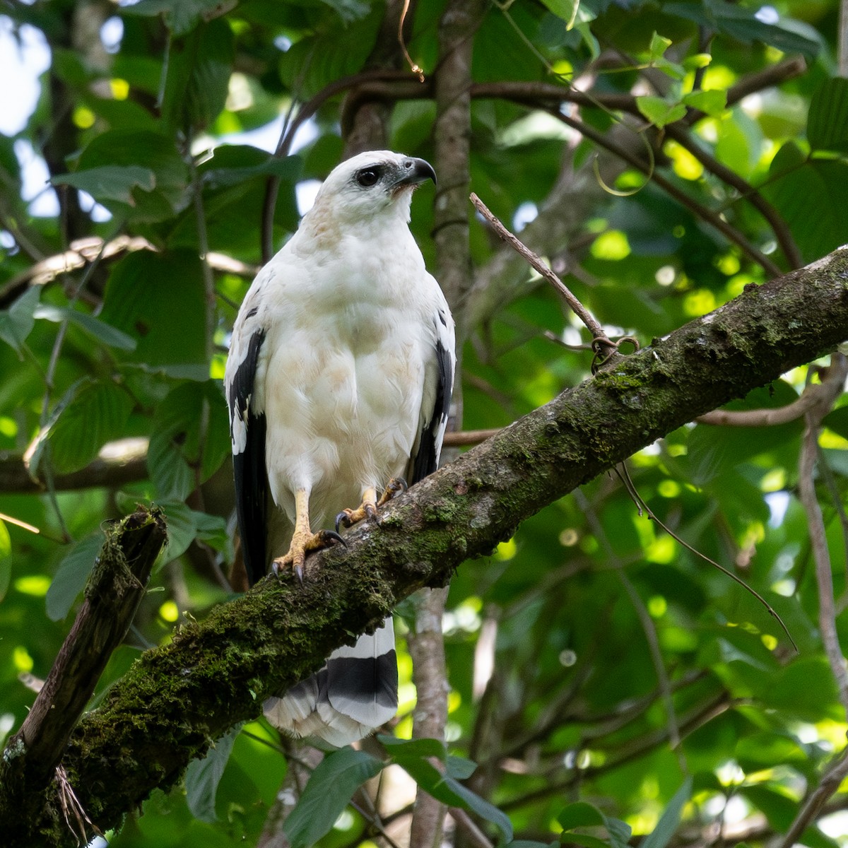 White Hawk - ML638737734
