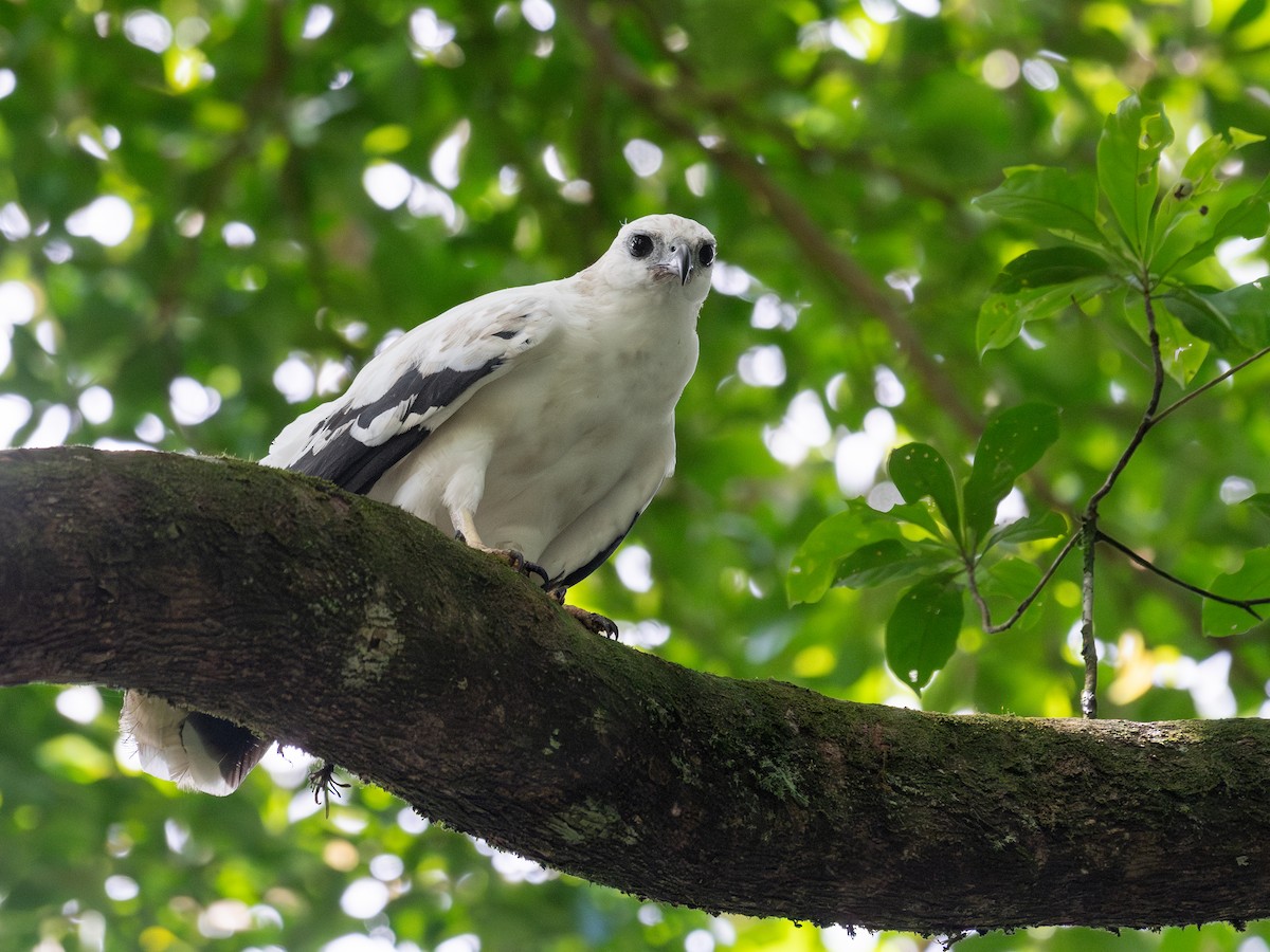 White Hawk - ML638737735