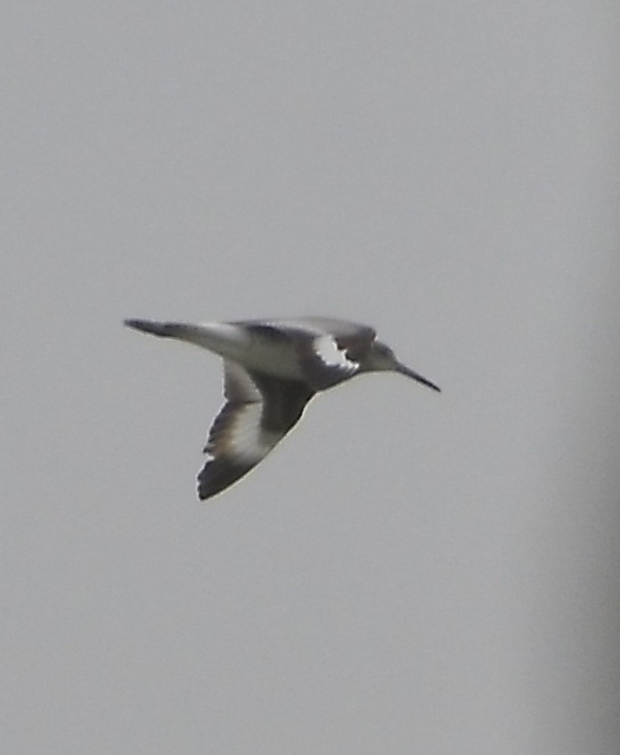 Willet - ML638737737