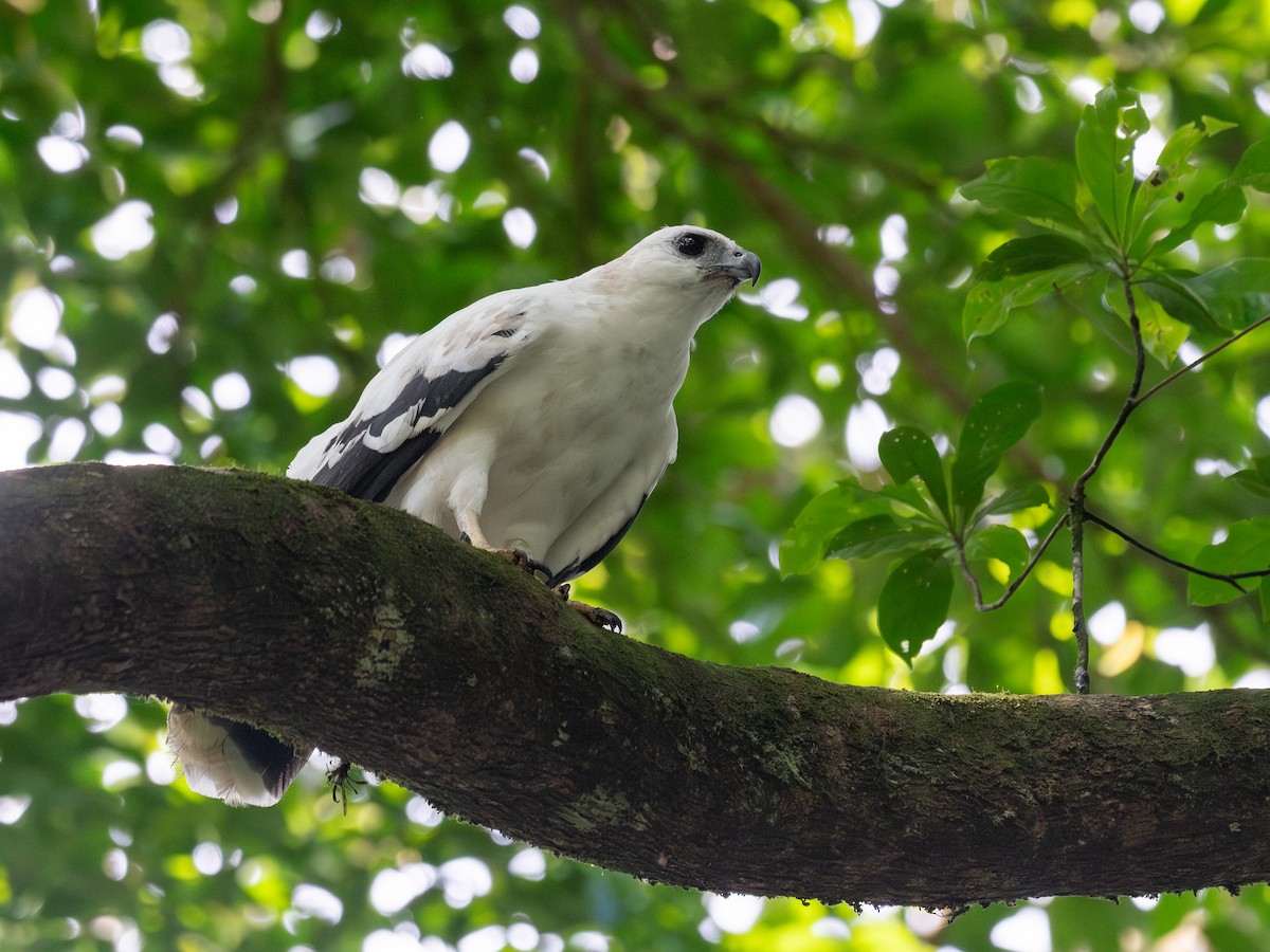White Hawk - ML638737739