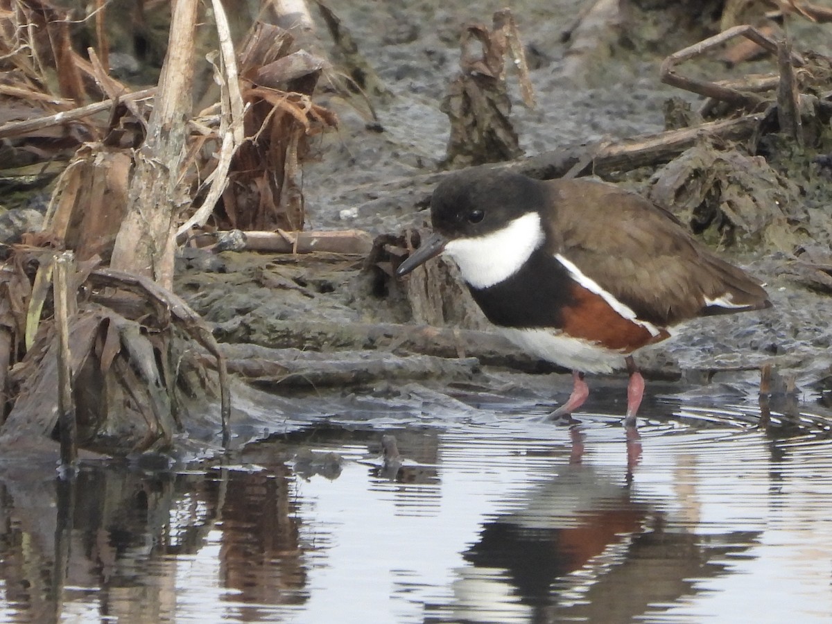 Red-kneed Dotterel - ML638737740