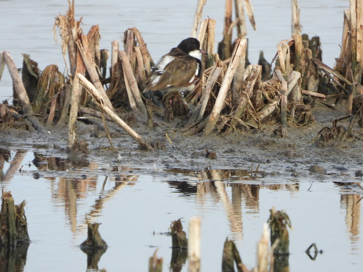 Red-kneed Dotterel - ML638737742