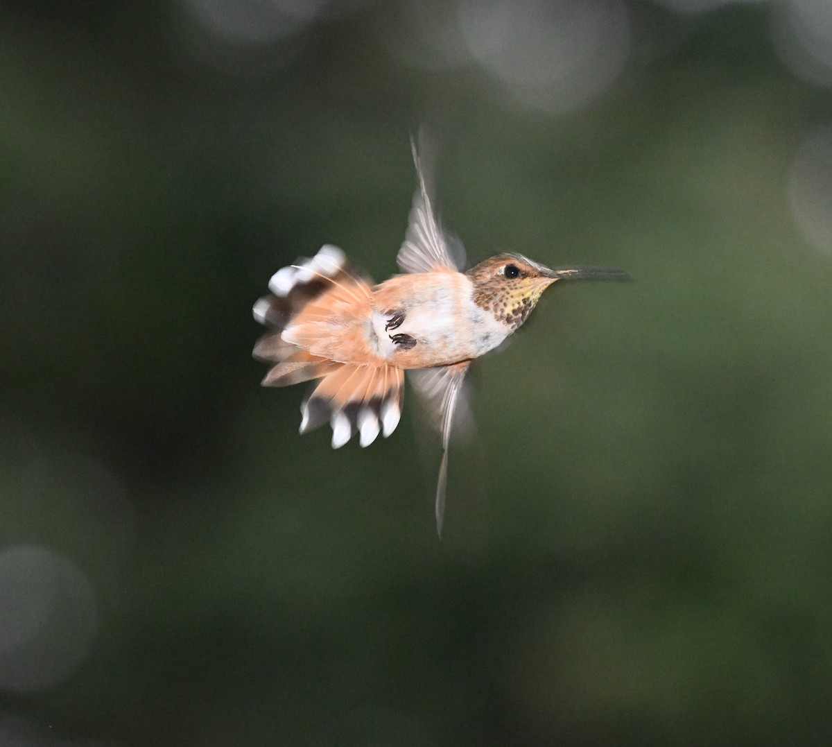 Rufous Hummingbird - ML638737744
