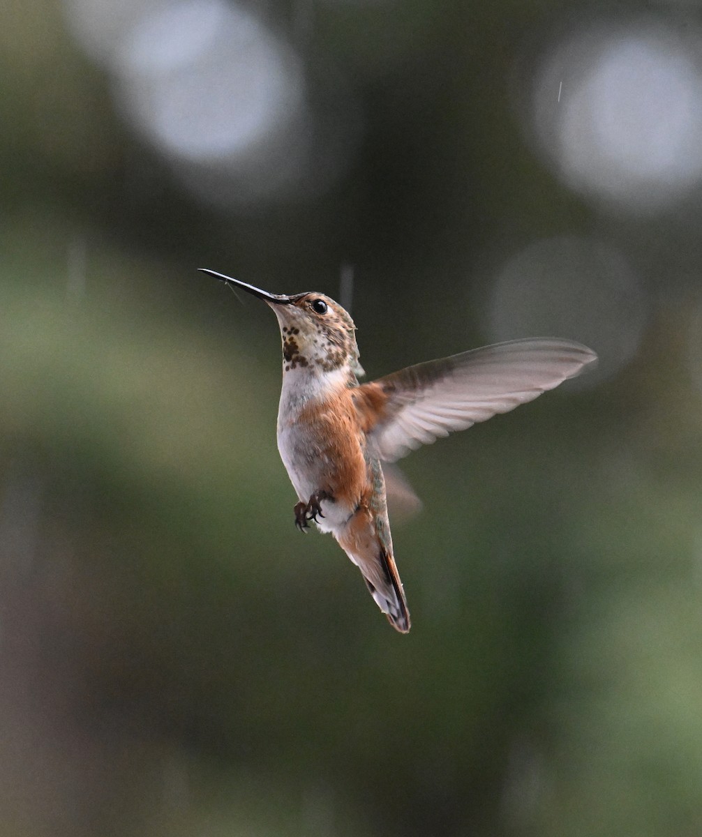 Rufous Hummingbird - ML638737745