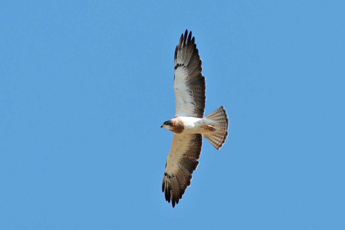 Swainson's Hawk - ML638737748