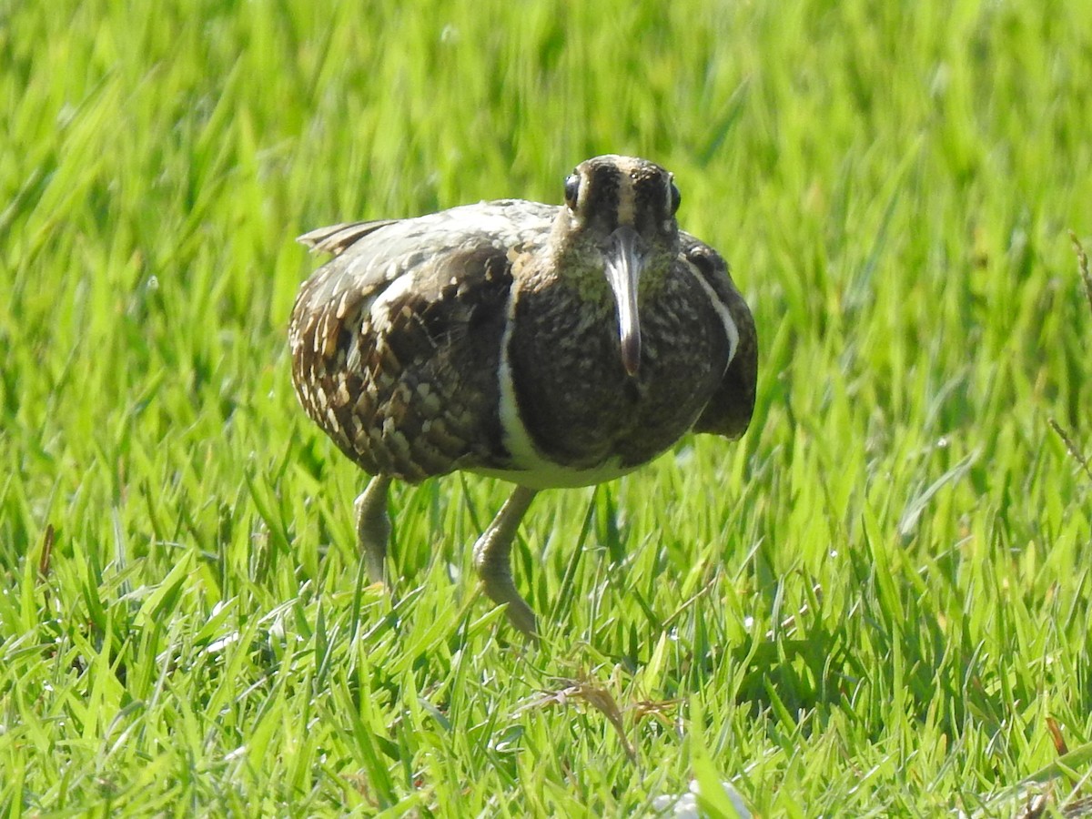 Greater Painted-Snipe - ML638737749