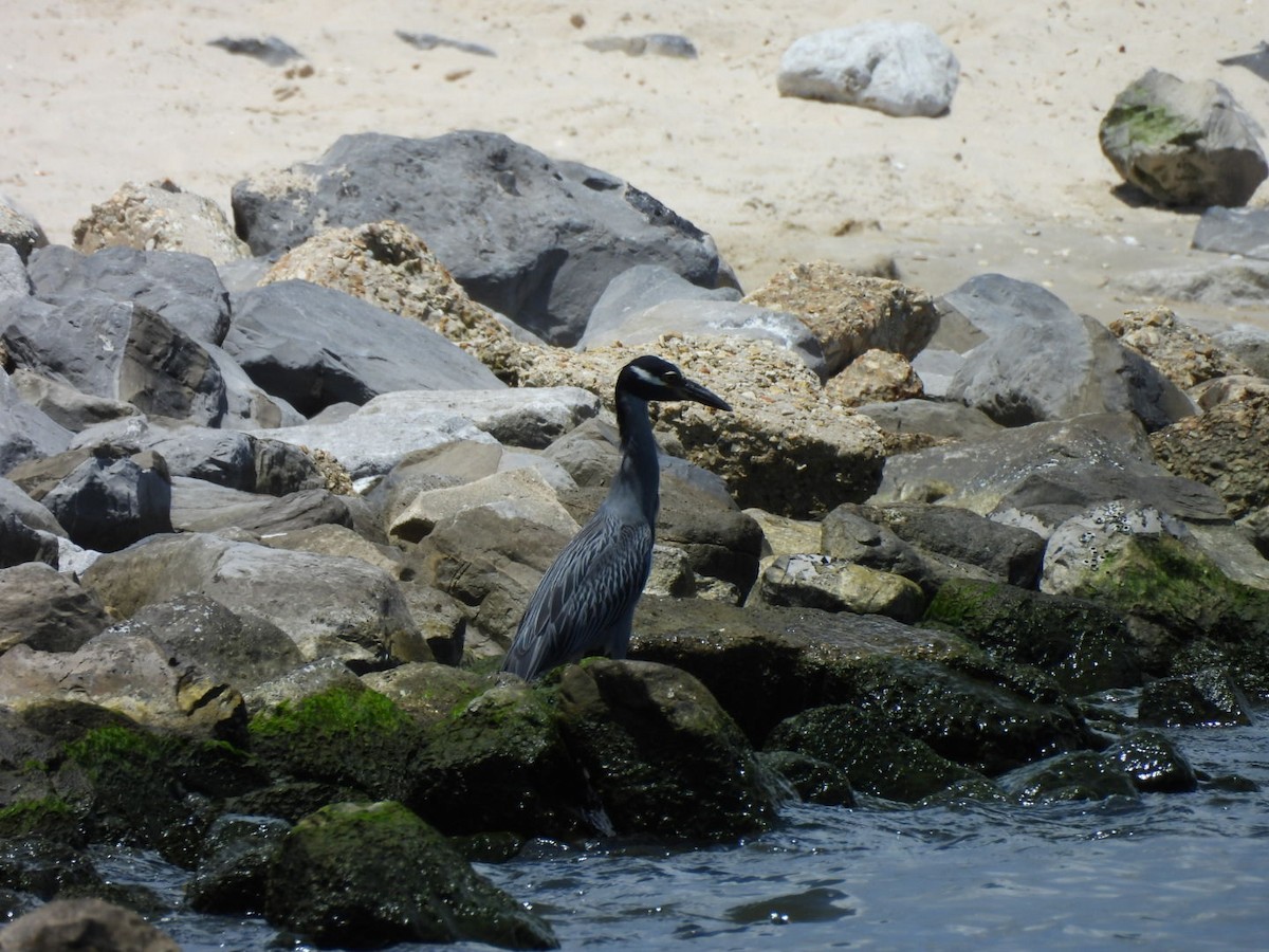 Yellow-crowned Night Heron - ML638737754
