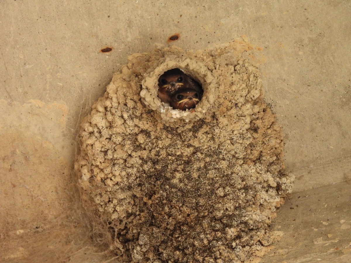 Cliff Swallow - ML638737755