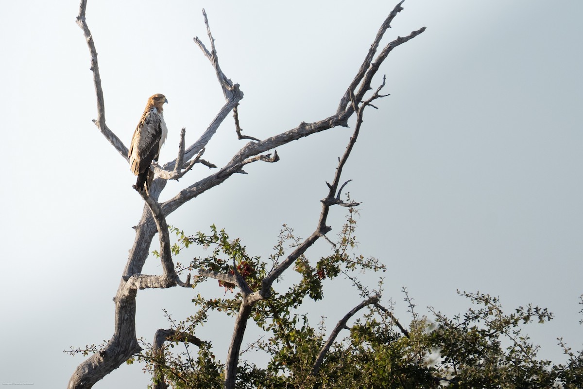 Tawny Eagle - ML638737758