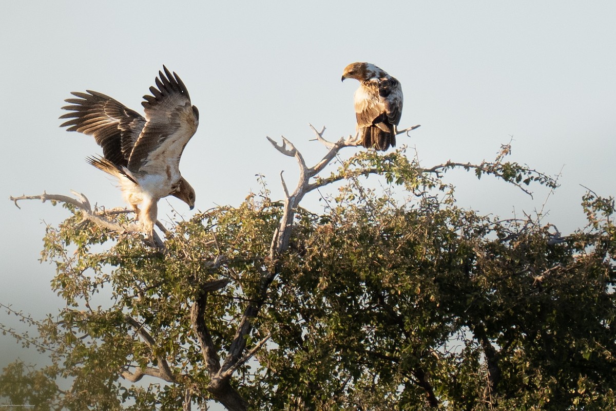 Tawny Eagle - ML638737759