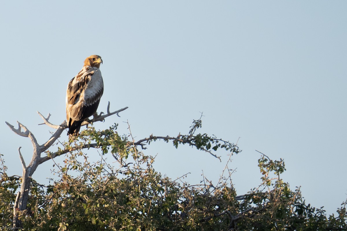 Tawny Eagle - ML638737760