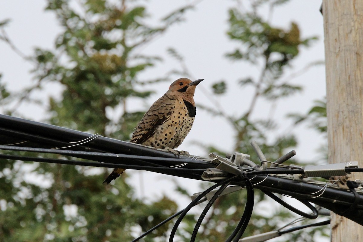 Northern Flicker (Yellow-shafted) - ML638737770