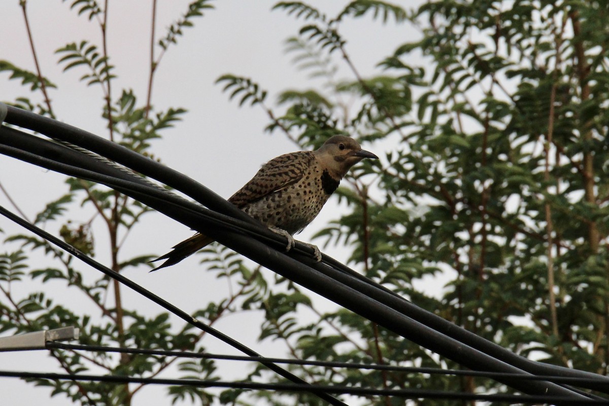 Northern Flicker (Yellow-shafted) - ML638737774