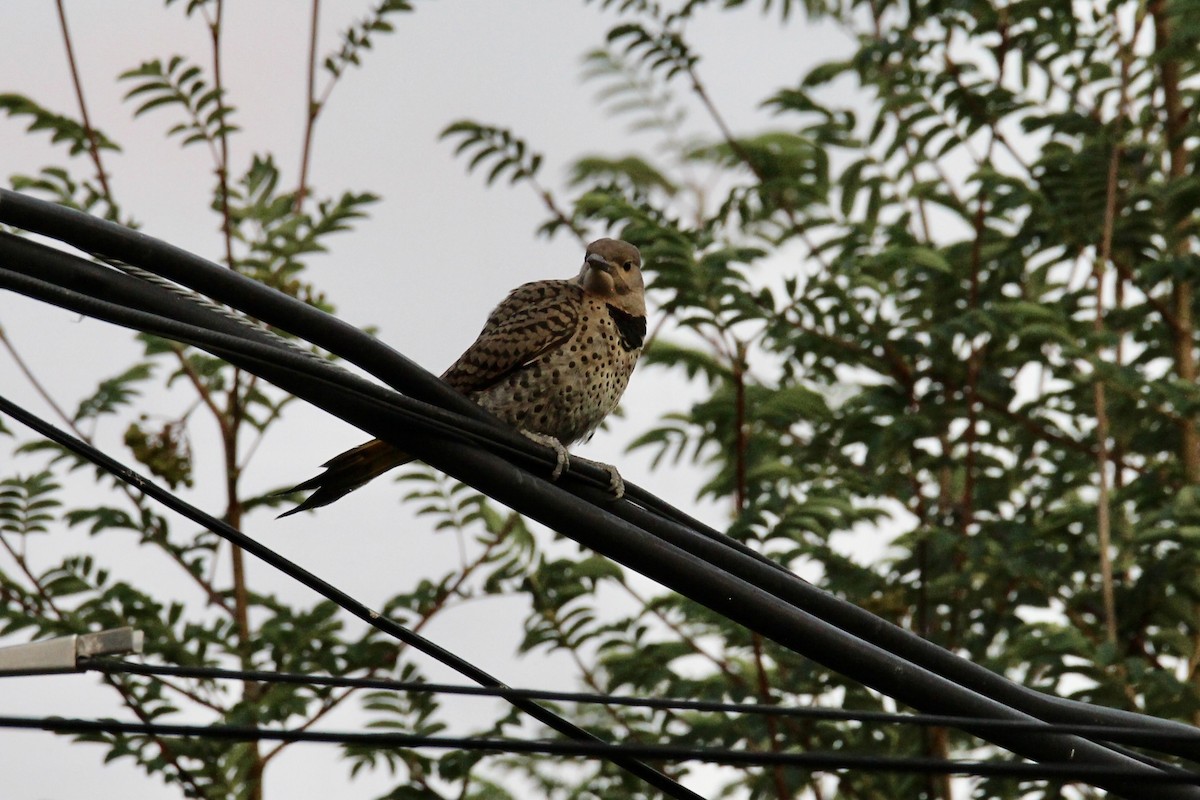 Northern Flicker (Yellow-shafted) - ML638737779