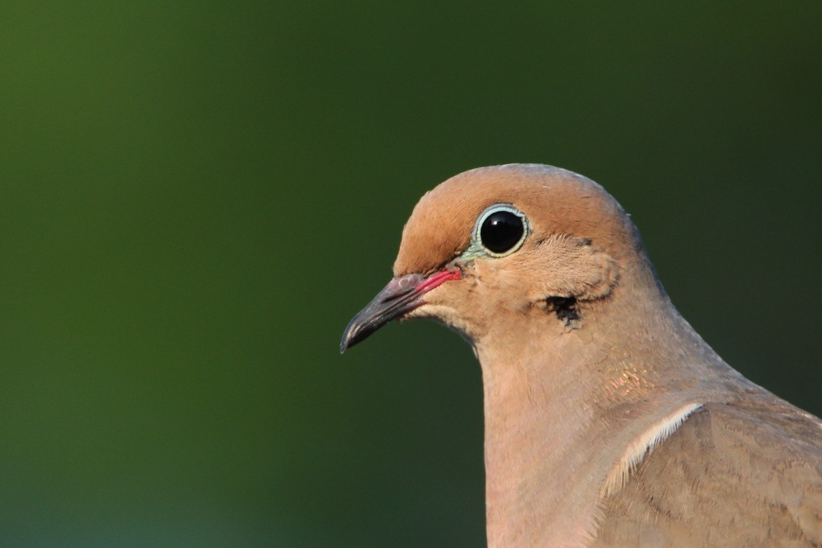 Mourning Dove - ML638737801