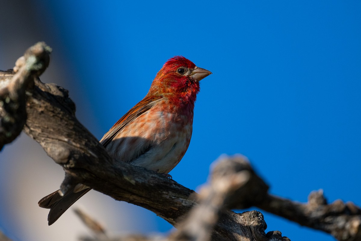Purple Finch - ML638737811