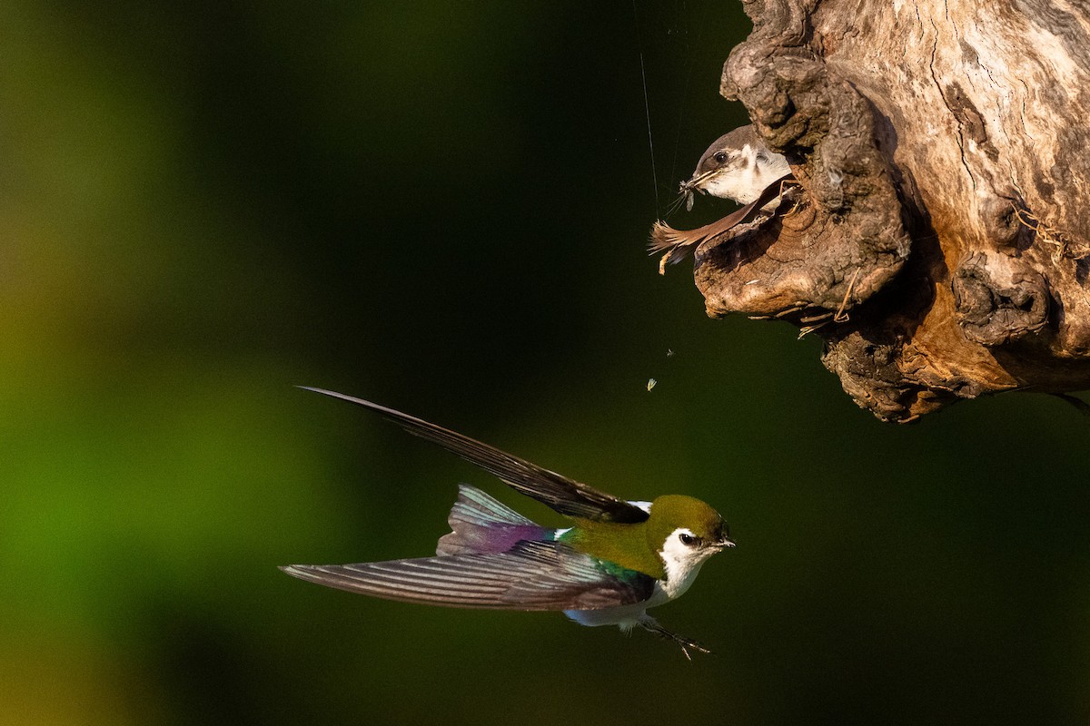 Violet-green Swallow - ML638737821