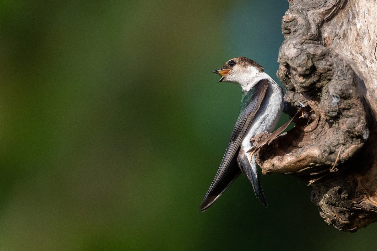 Violet-green Swallow - ML638737823