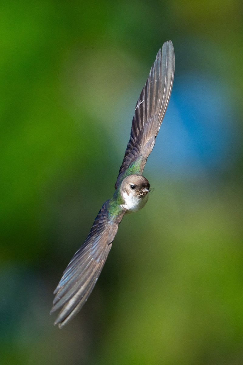 Violet-green Swallow - ML638737824