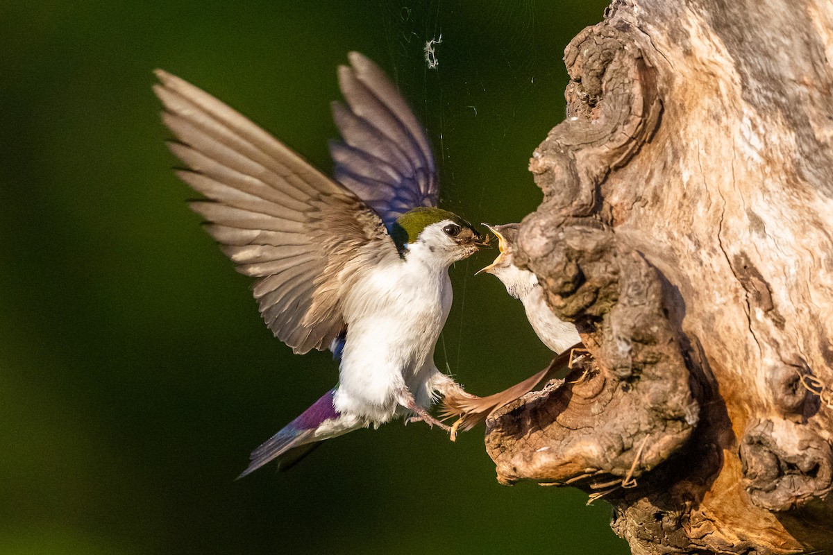 Violet-green Swallow - ML638737825