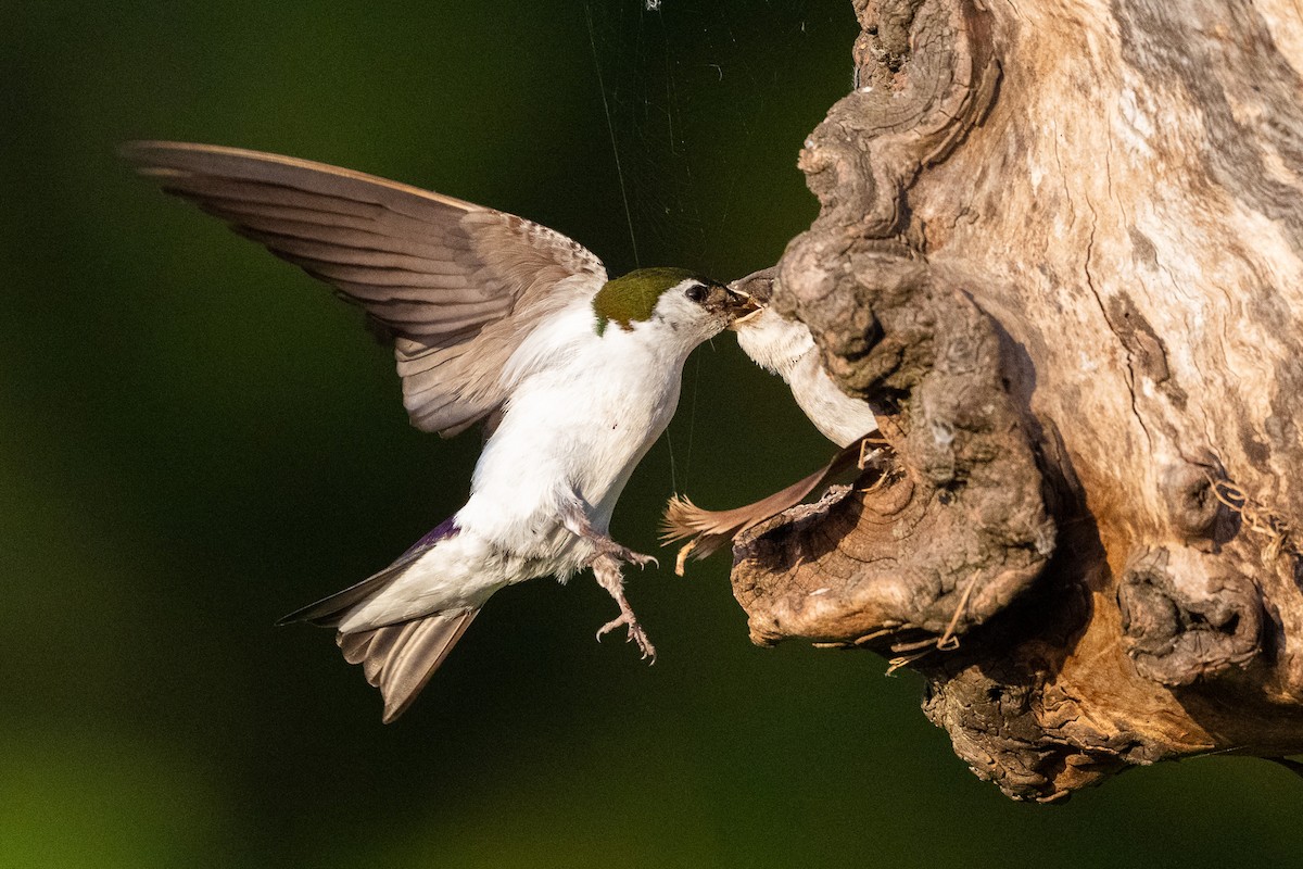 Violet-green Swallow - ML638737826