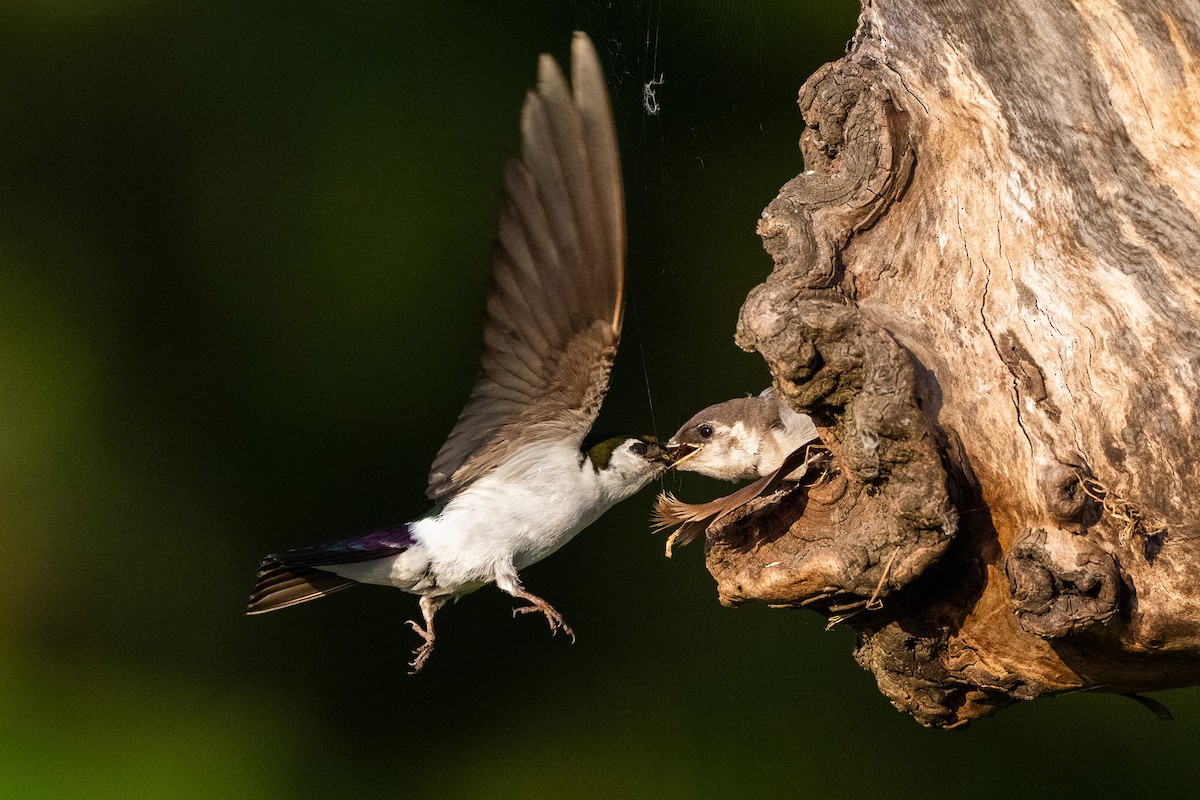 Violet-green Swallow - ML638737827