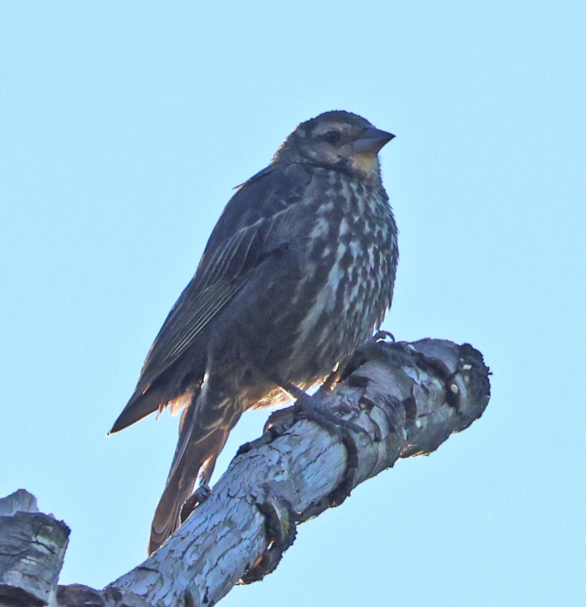 Red-winged Blackbird - ML638737860