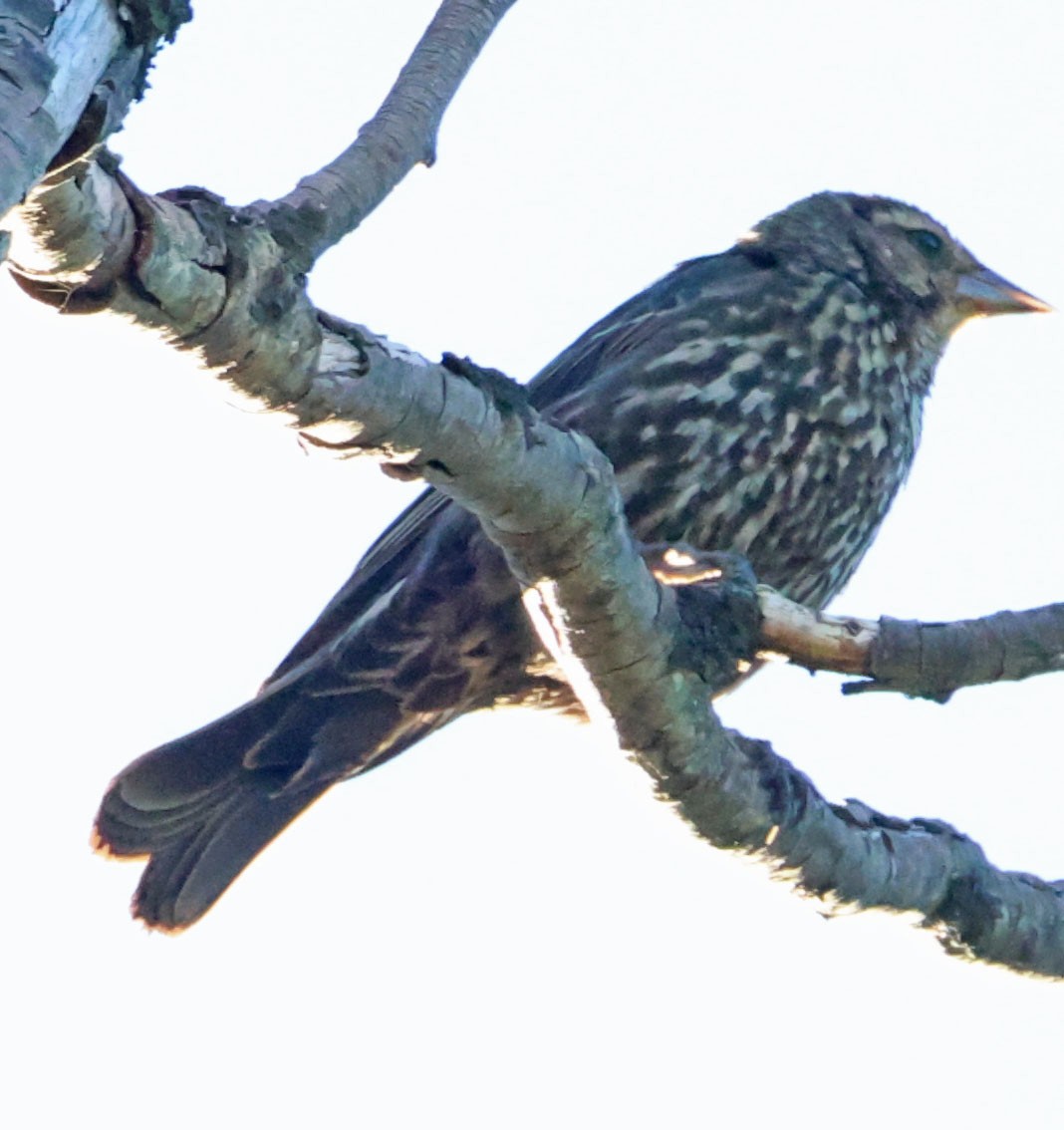 Red-winged Blackbird - ML638737863