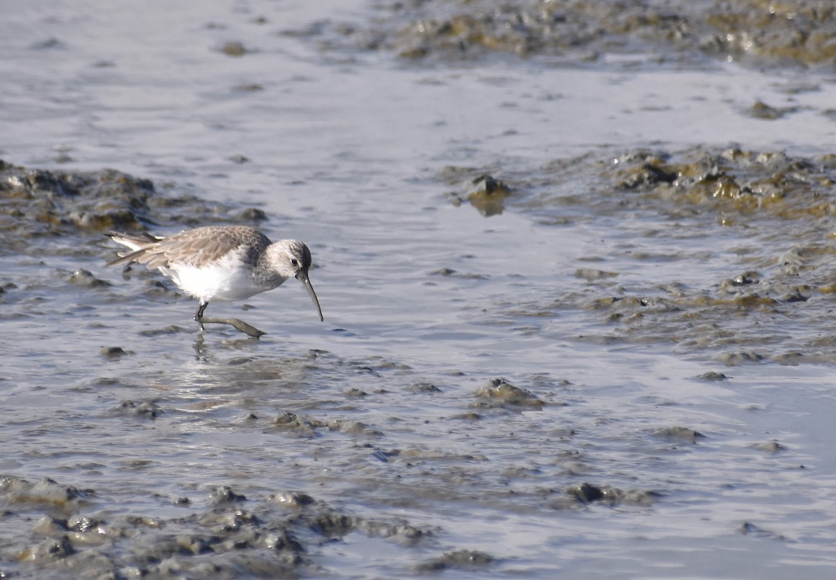 Sichelstrandläufer - ML638737871