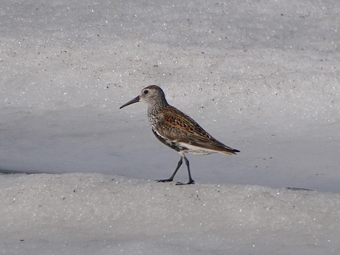 Alpenstrandläufer - ML638737873