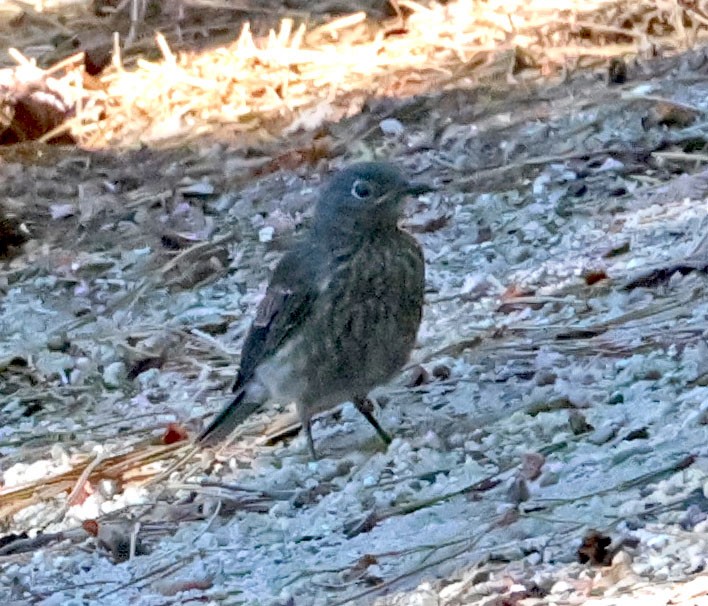 Blaukehl-Hüttensänger - ML638737886