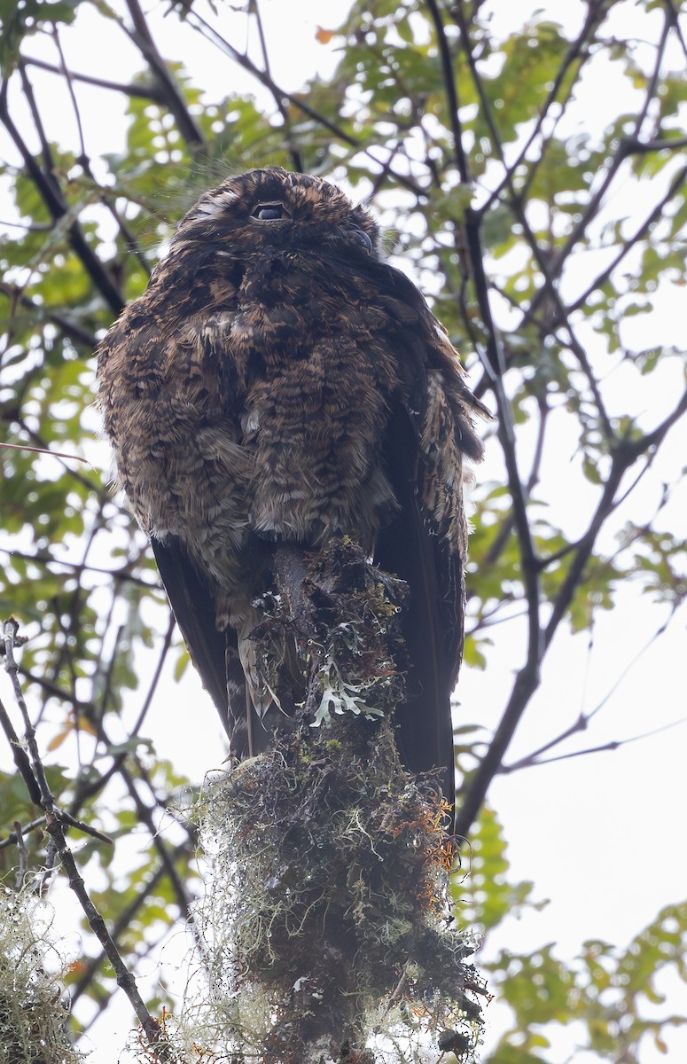 Andean Potoo - ML638737890