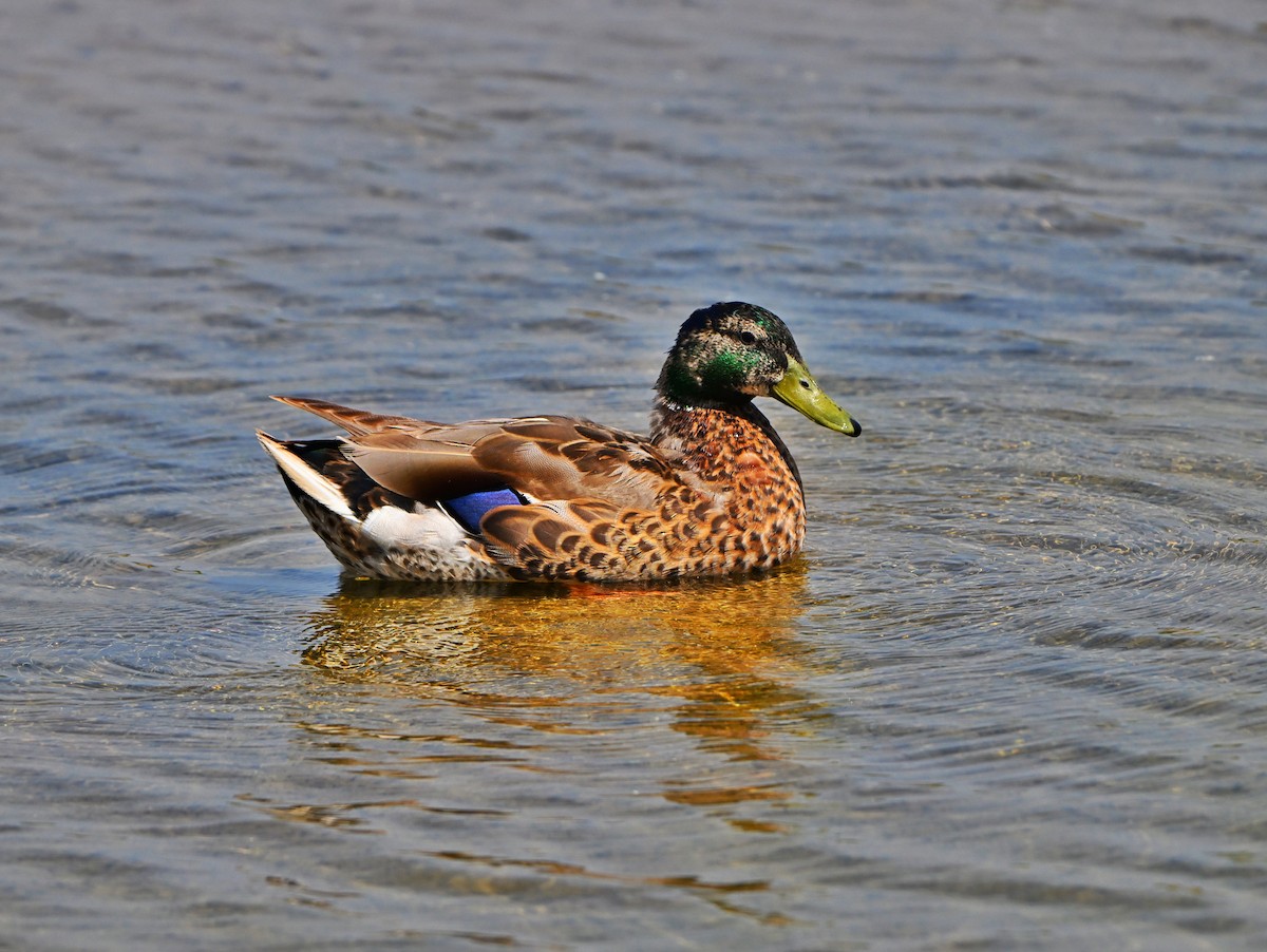 Mallard - ML638737902