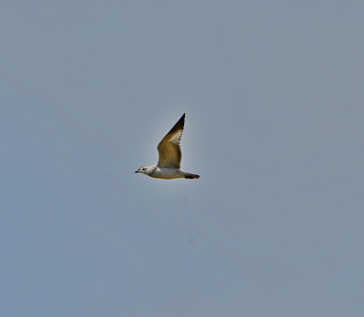 Ring-billed Gull - ML638737906