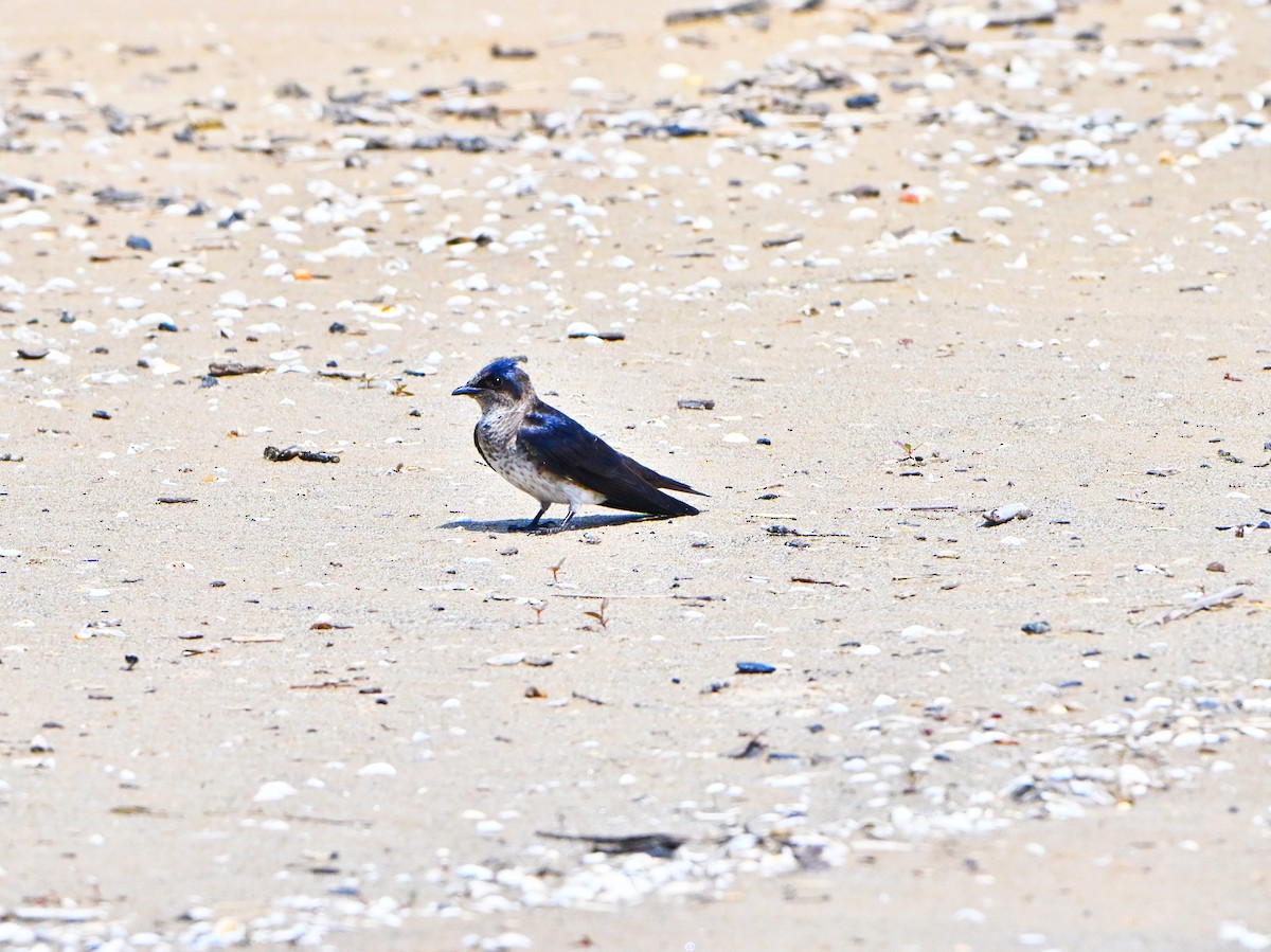 Purple Martin - ML638737908