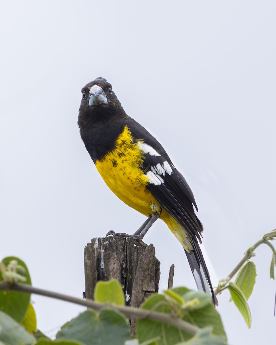 Black-backed Grosbeak - ML638737910