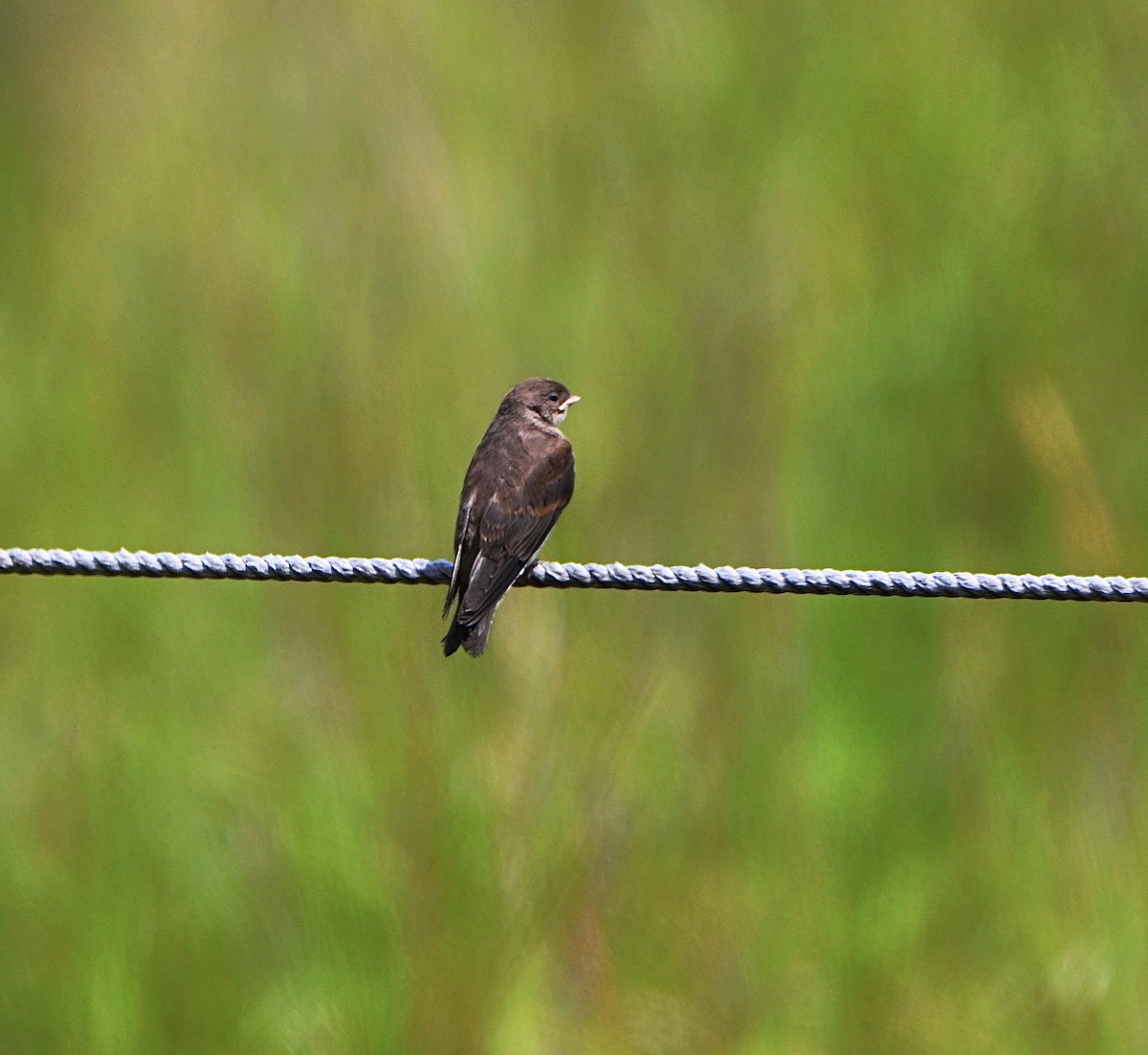 Northern Rough-winged Swallow - ML638737912