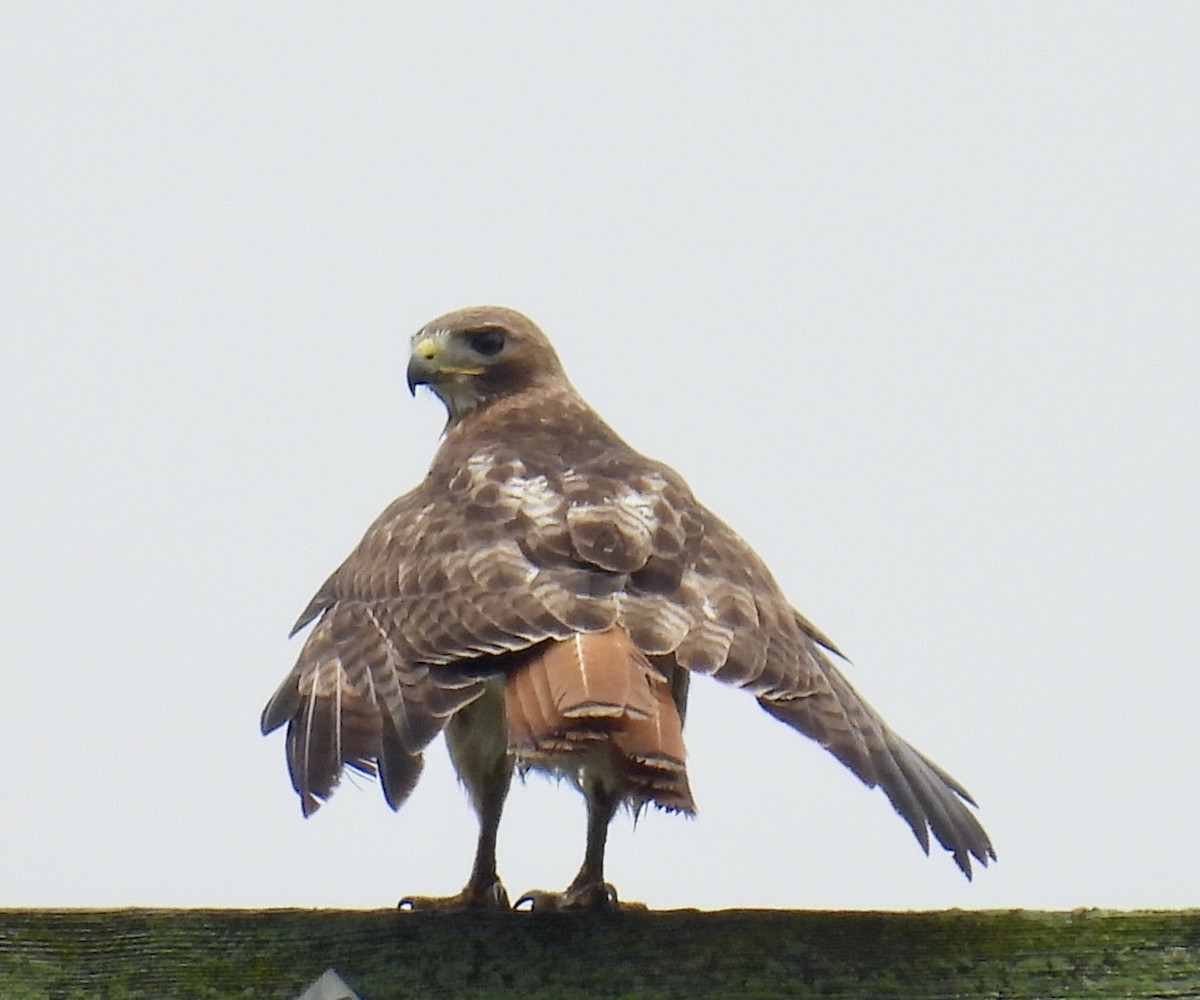 Red-tailed Hawk - ML638737935