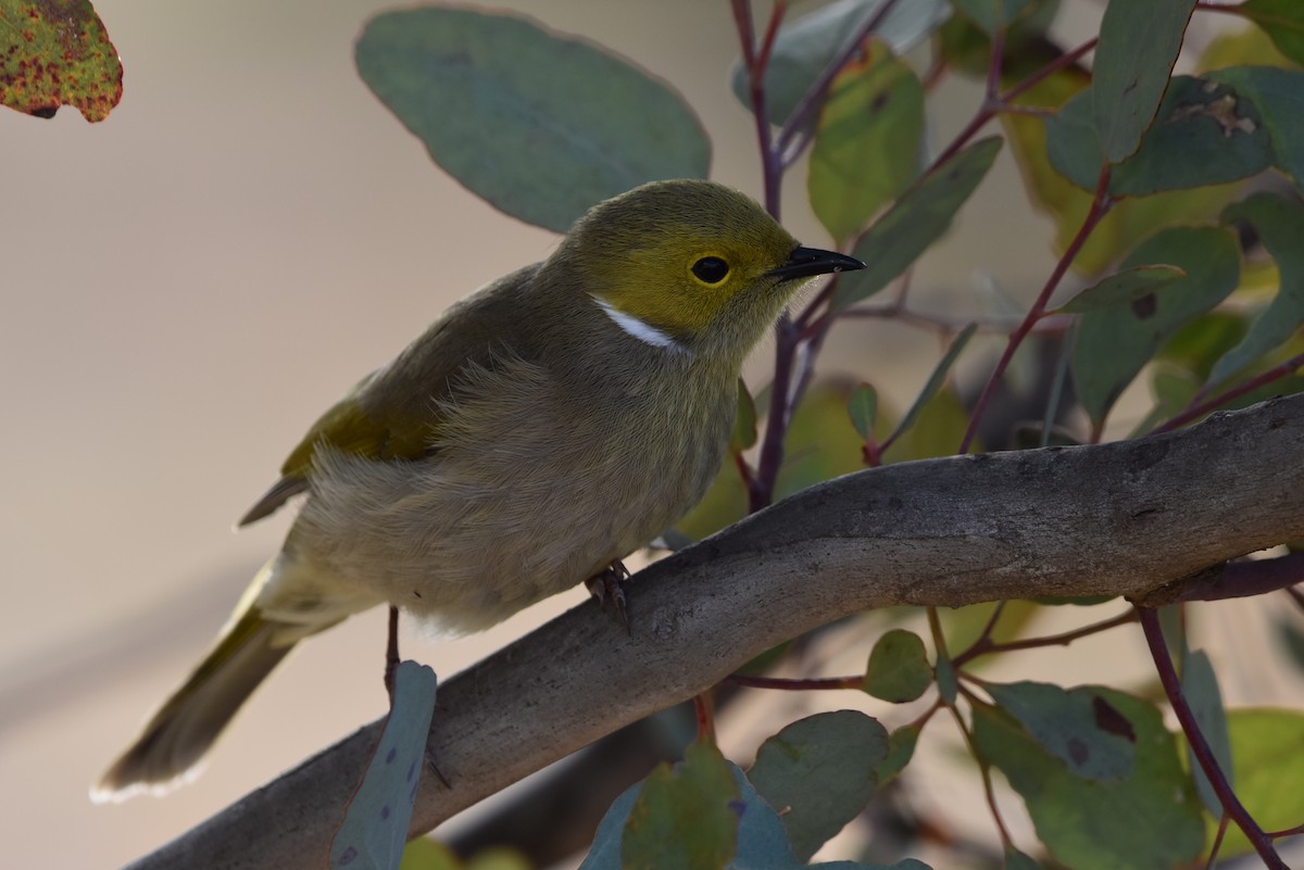 White-plumed Honeyeater - ML638737947