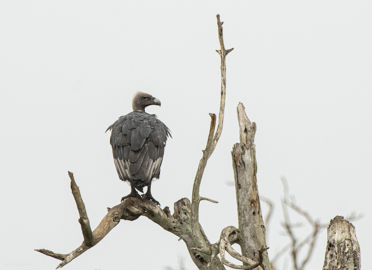 White-rumped Vulture - ML638737993