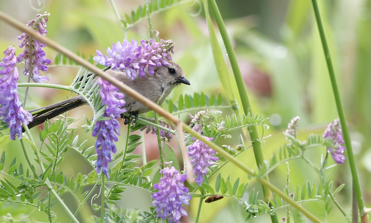 Bushtit - ML638737998