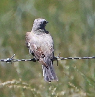 Batı Tiranı - ML638738038