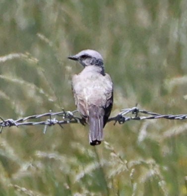 Batı Tiranı - ML638738039