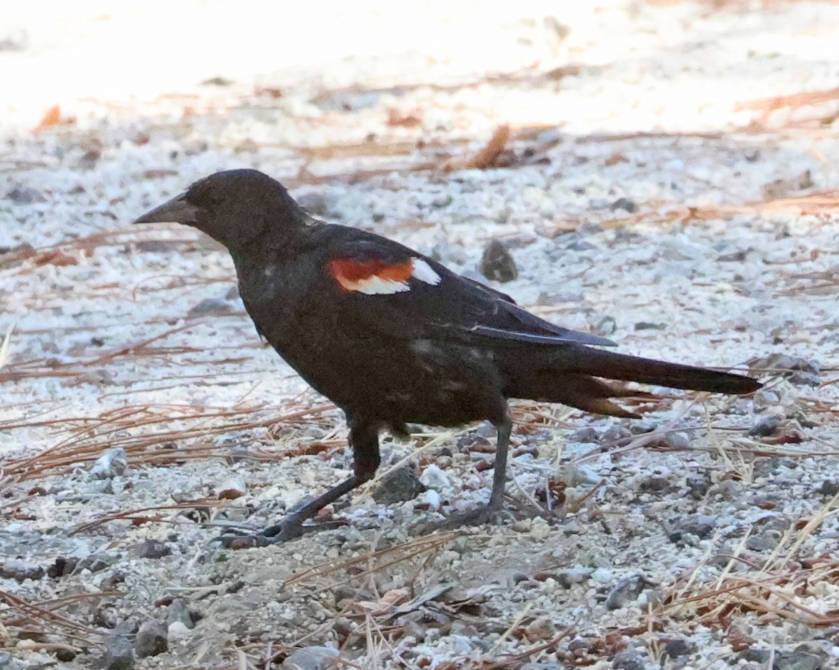 Tricolored Blackbird - ML638738101