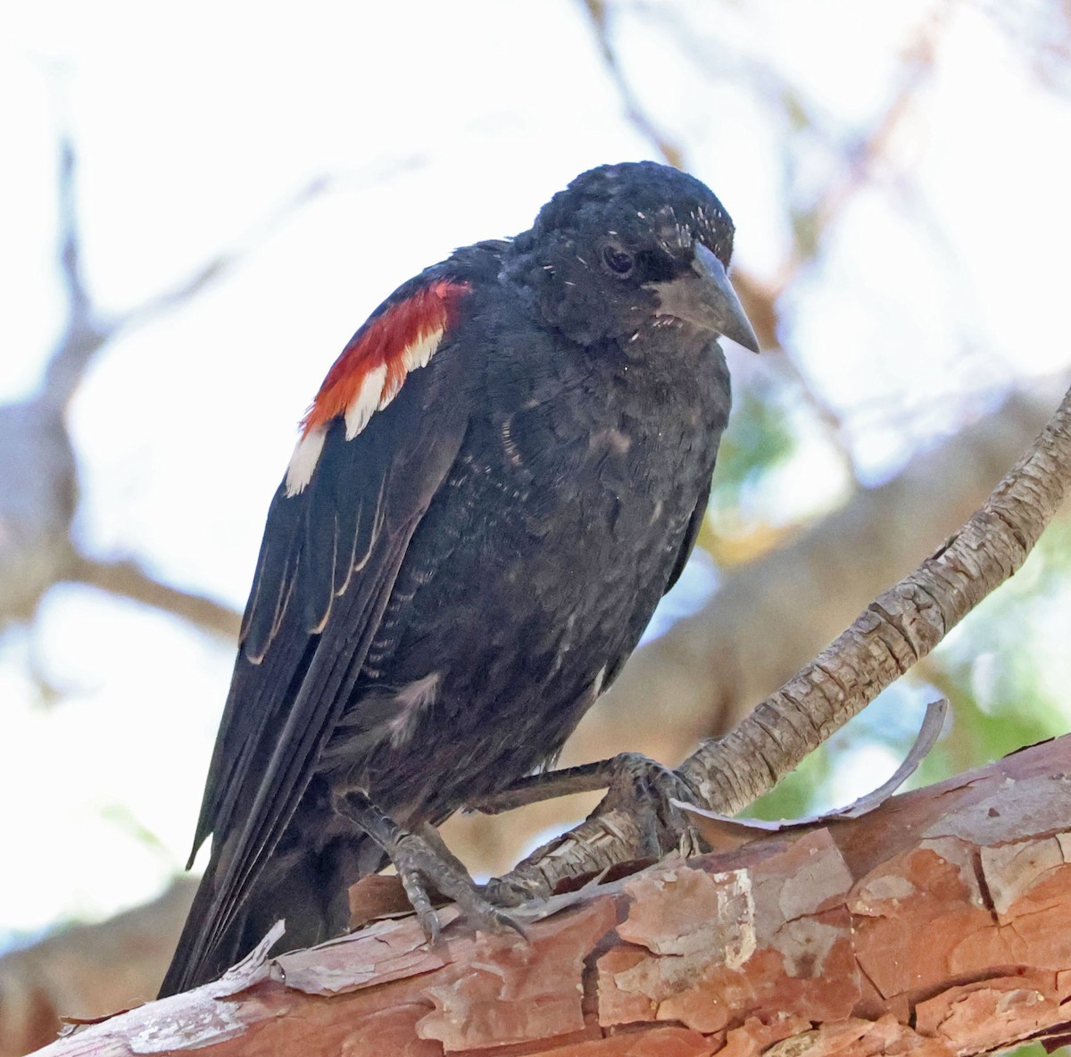 Tricolored Blackbird - ML638738102