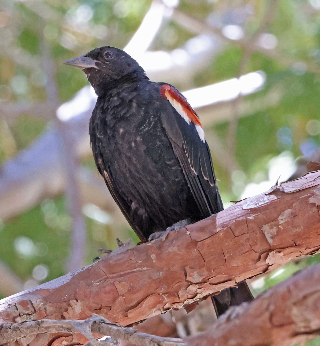 Tricolored Blackbird - ML638738103