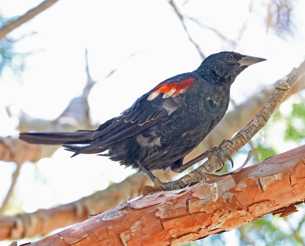 Tricolored Blackbird - ML638738104