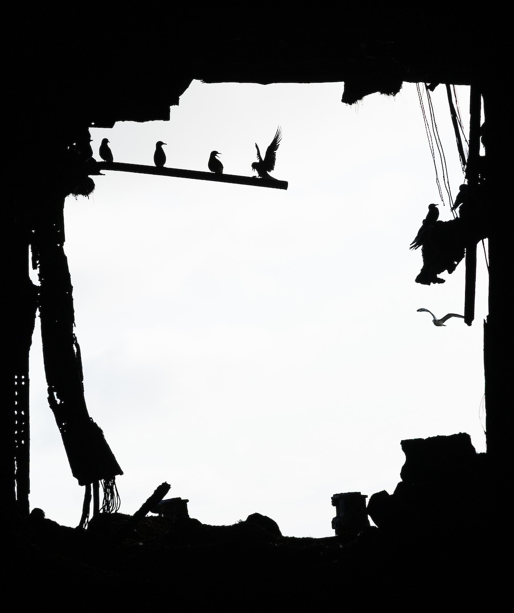 Black-legged Kittiwake - ML638738107