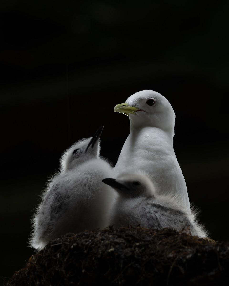 Black-legged Kittiwake - ML638738108