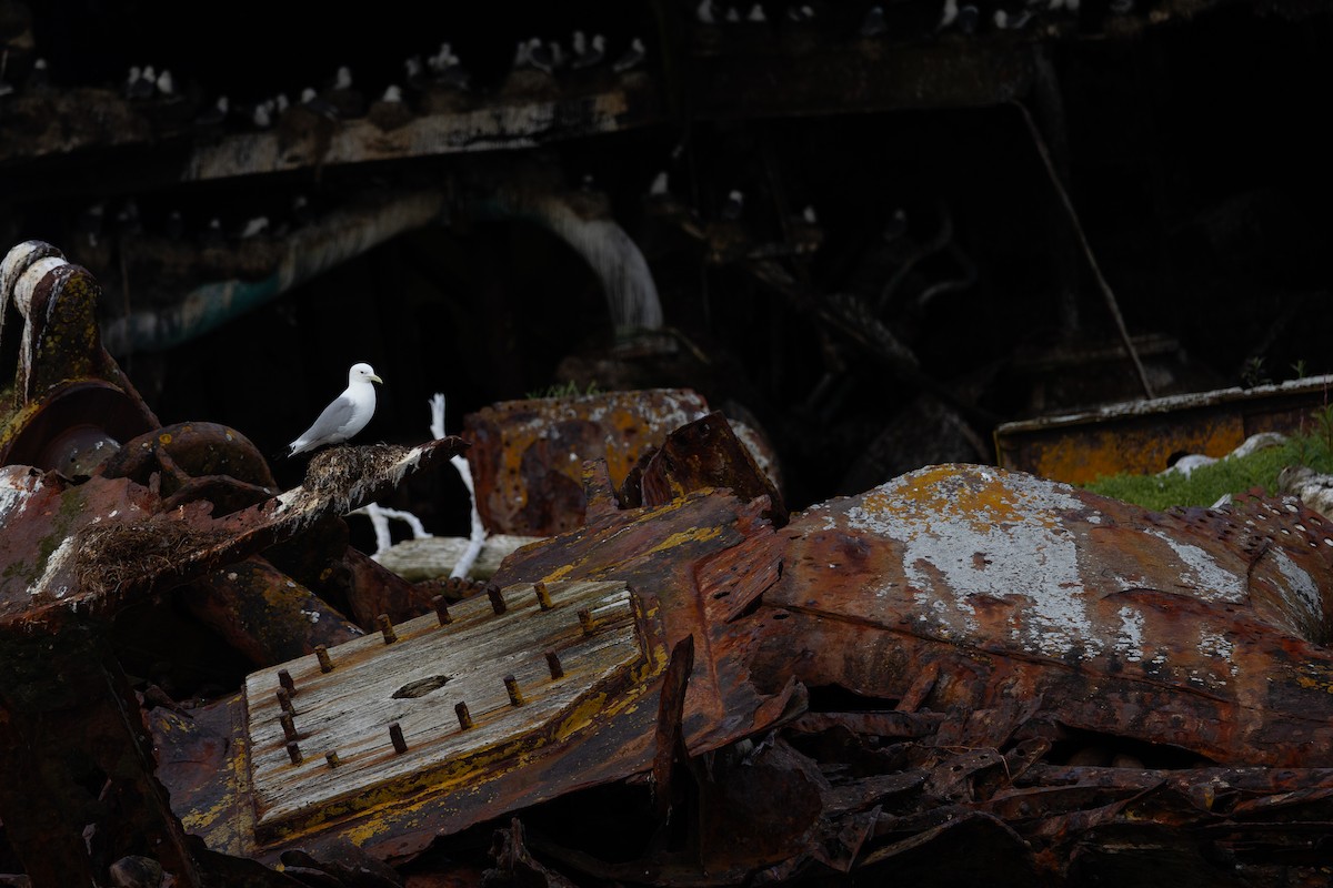 Black-legged Kittiwake - ML638738113